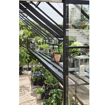 Intérieur d''une serre avec des plantes et des étagères