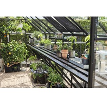 Serre avec plantes et étagères, idéale pour la culture au jardin