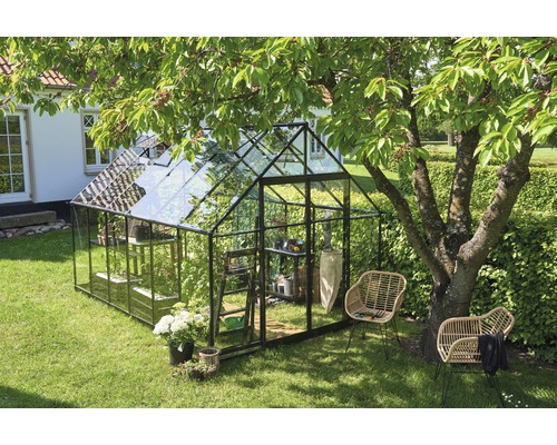 Gewächshaus Halls Qube 812 3 mm Sicherheitsglas 261 x 385 cm schwarz Gewächshaus mit Regalen, Pflanzen und Gartenstühlen im Garten