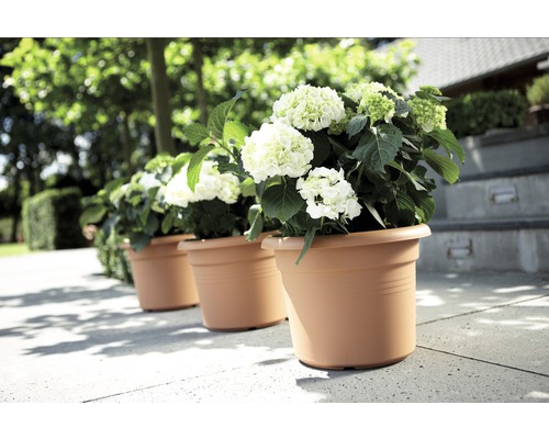 Rangée de plantes en pot avec des hortensias blanches dans le jardin