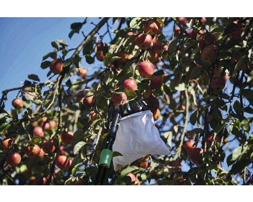 Cueille-fruits en utilisation sur un pommier avec des pommes mûres.