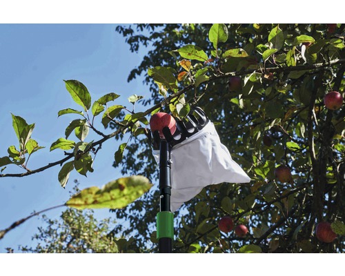 Récolte de pommes avec un cueille-fruits dans un verger