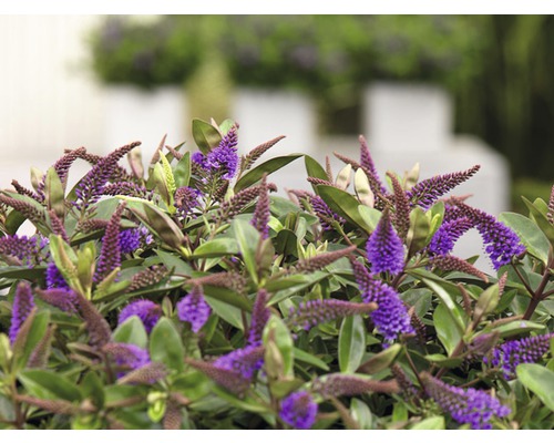 Véronique arbustive ''Midsummer Beauty'' avec inflorescences violettes et feuilles vertes