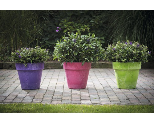 Trois pots de fleurs avec des plantes sur un sol en pierre dans le jardin.