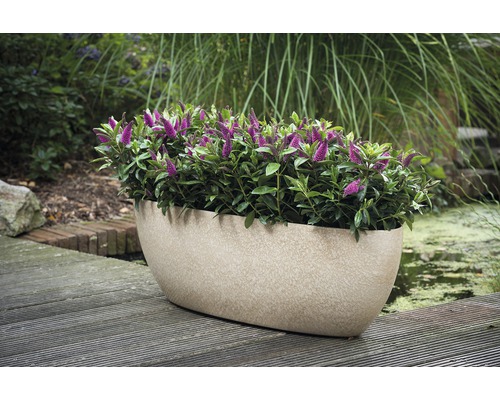 Jardinière ovale avec plantes fleuries dans le jardin.