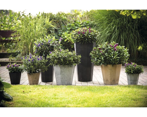 Diverses plantes dans des pots de différentes tailles sur une pelouse.