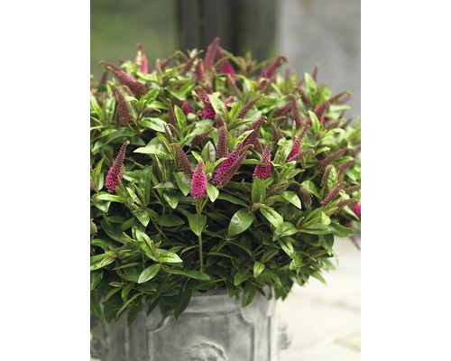 Arbuste Hebe avec des fleurs roses dans un pot.