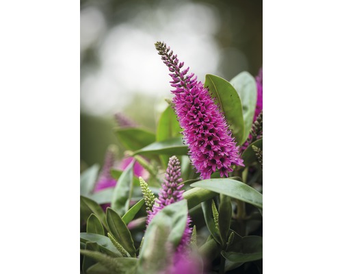 Gros plan d''une plante Hebe avec des épis de fleurs violettes et des feuilles vertes