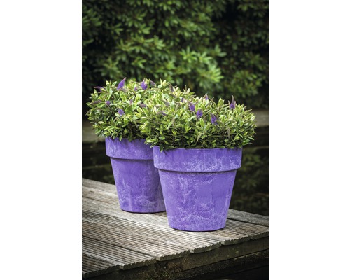 Deux pots de fleurs avec des plantes sur un ponton en bois.