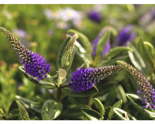 Plante de véronique en fleurs avec des feuilles vertes