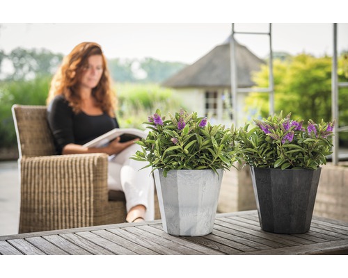 Deux plantes Veronica en pot sur une table en bois, une femme lit en arrière-plan.