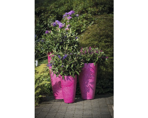 Trois bacs à fleurs plantés dans le jardin