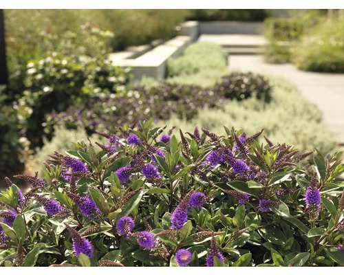Aménagement paysager de jardin avec arbustes et plantes en fleurs