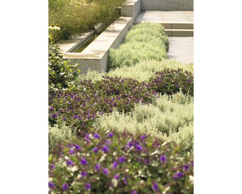 Scène de jardin avec différentes espèces de plantes, élément aquatique et escalier en pierre.
