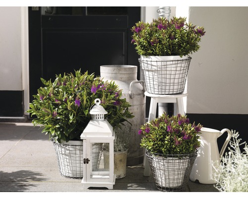 Arrangement décoratif avec des plantes dans des paniers en fil de fer, une lanterne et un pot à lait