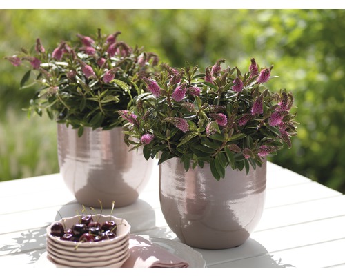 Deux plantes Veronica en pot sur une table