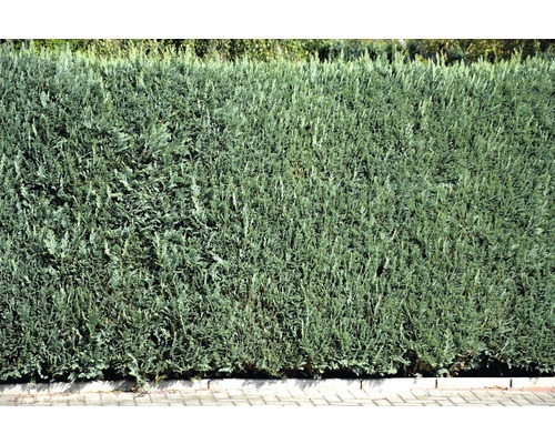 Dichte, grüne Hecke als Sichtschutz für den Garten