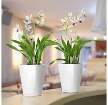 Deux orchidées dans des pots de fleurs blancs sur un comptoir
