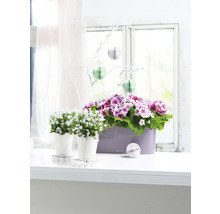 Décoration de fenêtre avec des plantes en pot, comprenant deux campanules en pot et une jardinière oblongue contenant des primevères.