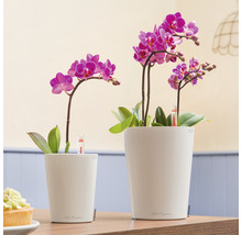 Deux mini-orchidées dans des pots blancs avec indicateur d’arrosage