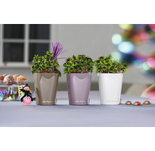 Trois plantes dans des pots de fleurs Lechuza sur une table décorée de porte-bonheurs