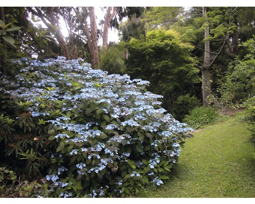 Jardin luxuriant avec des fleurs et des arbres