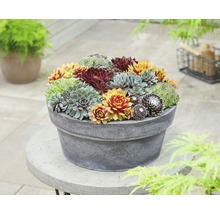Plantes de joubarbe dans un pot sur une table