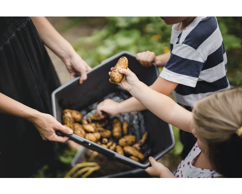 Personen halten eine Wanne mit frisch geernteten Kartoffeln