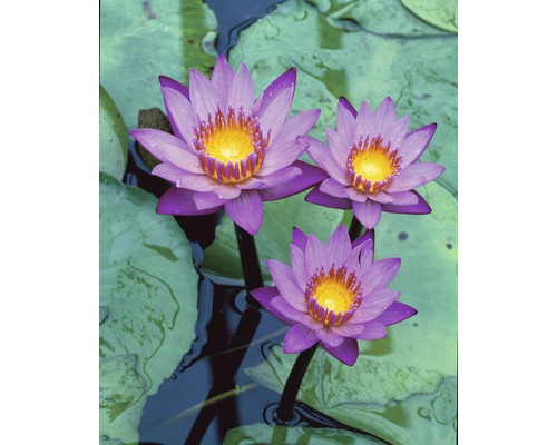 Nénuphar FloraSelf Nymphaea-Hybride 'King of the Blues' h 10-20 cm Co 3 l-0