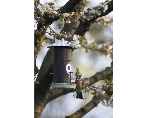 Mangeoire à oiseaux suspendue à un arbre en fleurs avec un oiseau en vol