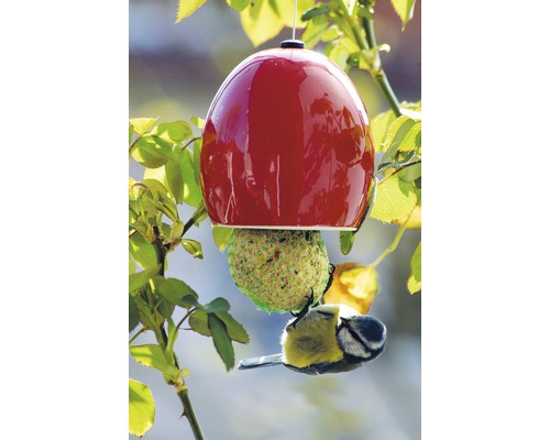 Oiseau mangeant à une mangeoire en forme de pomme