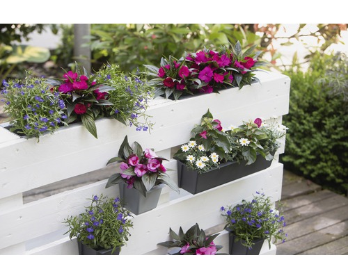 Dekorative Pflanzen in Pflanzkästen an einer Holzpalette
