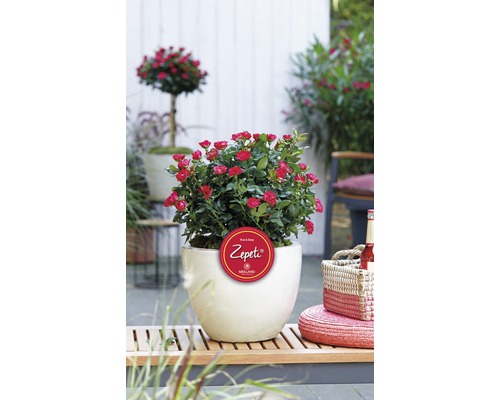 Rosier à massifs en pot avec le logo Zepeti dans le jardin
