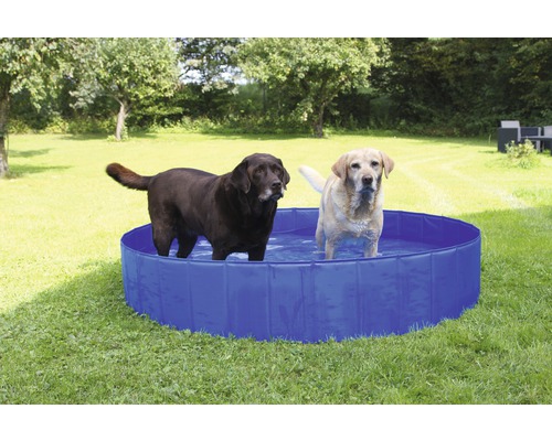 Deux chiens se tiennent dans une pataugeoire bleue pour chiens dans le jardin