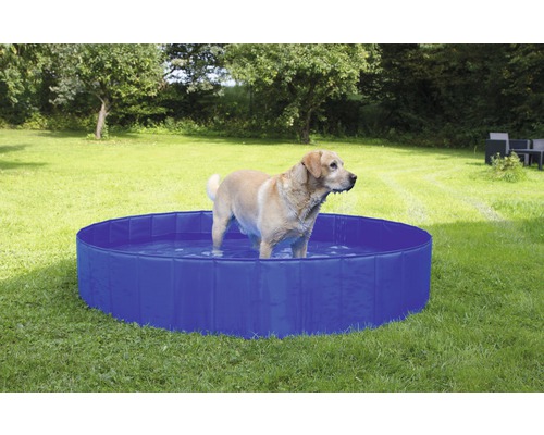Chien debout dans une piscine bleue pour chiens dans le jardin