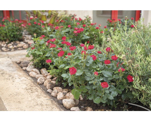 Plate-bande avec des rosiers miniatures en fleurs et des pierres