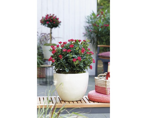Rosier en pot avec des fleurs rouges en pot sur un banc en bois