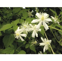 Gros plan sur une plante de clématite en fleurs