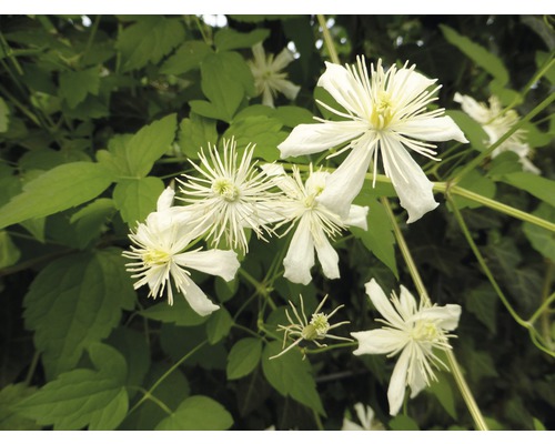 Blühende Clematis Staude im Detail