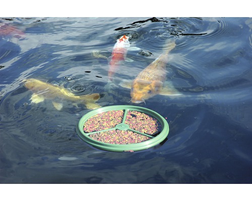 Nourriture pour carpes koï flottant sur un étang, entourée de carpes koï.