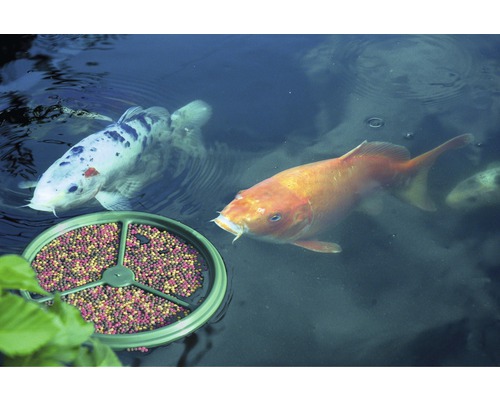 Carpes koï dans un bassin avec distributeur d''aliments