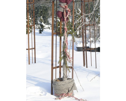 Arbre planté avec protection hivernale dans un jardin enneigé
