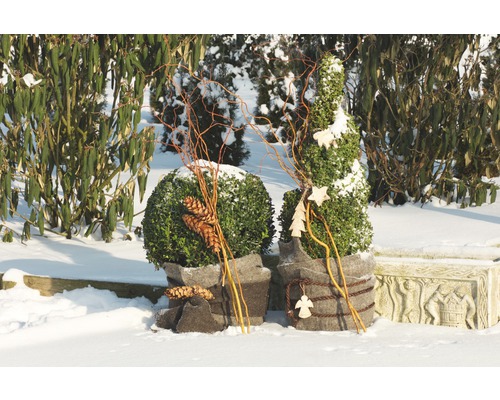 Scène de jardin hivernale avec deux boules de buis décorées et des pommes de pin