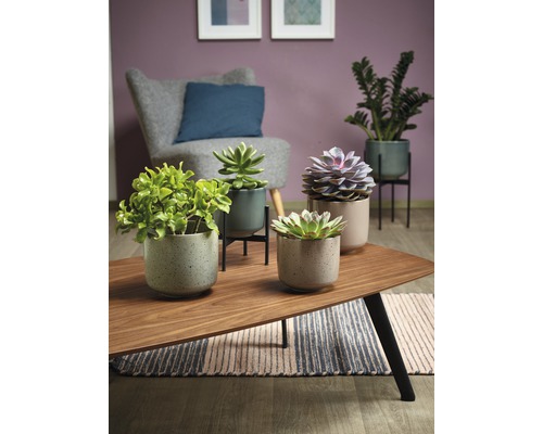 Dekorative Zimmerpflanzen in Töpfen auf einem Wohnzimmertisch