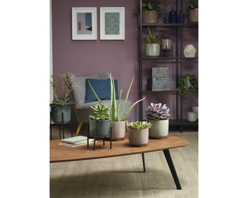 Wohnzimmer mit Zimmerpflanzen in Übertöpfen auf einem Couchtisch