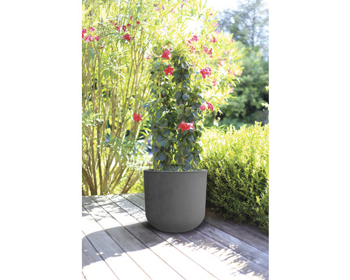 Pflanzgefäß mit blühender Pflanze auf einer Holzterrasse