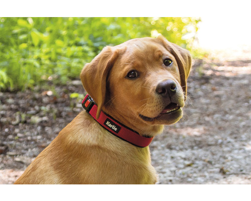 Chien avec collier de la marque Karlie