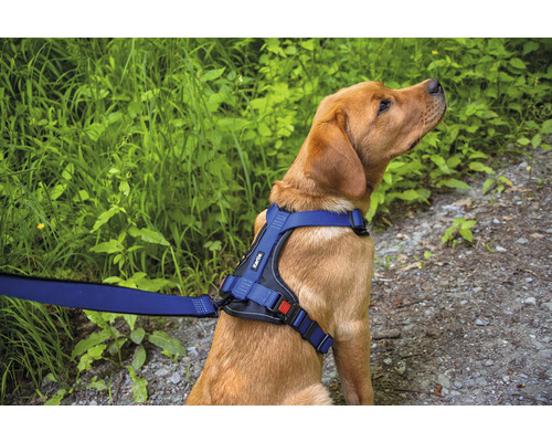 Chien avec harnais et laisse Kärtile à l''extérieur