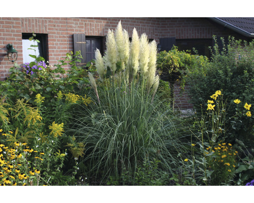 Pampasgras 'Senior' FloraSelf Cortaderia selloana 'Senior' H 20-120 cm Co 3 L