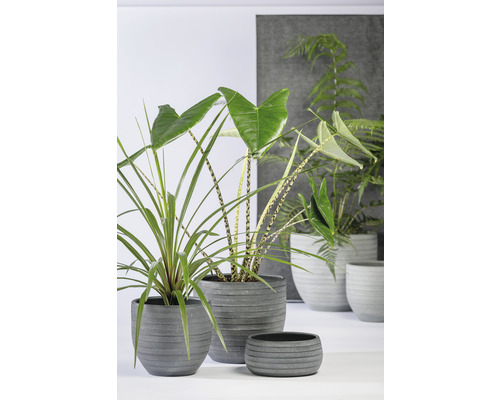 Diverses plantes d''intérieur dans des pots gris